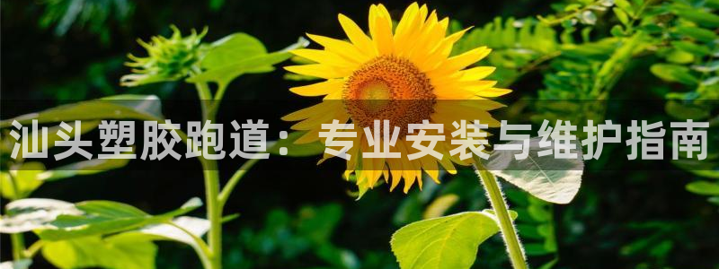 777814红·足一世比分：汕头塑胶跑道：专业安装与维护指南