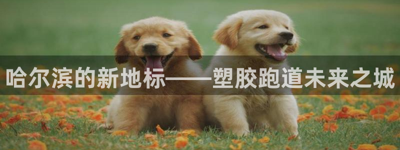 333814红·足一世比分：哈尔滨的新地标——塑胶跑道未来之城