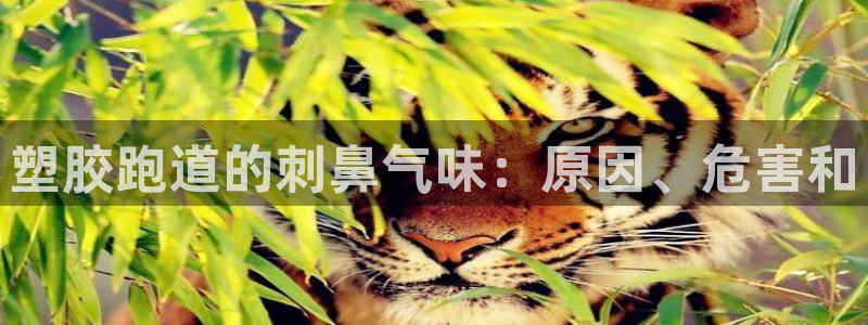 新2足球平台出租网站：塑胶跑道的刺鼻气味：原因、危害和